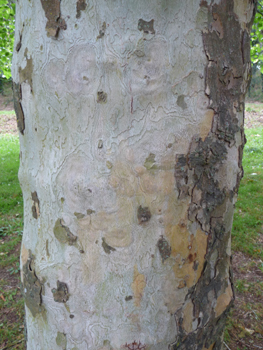 Écorce lisse qui se détache par plaques. Agrandir dans une nouvelle fenêtre (ou onglet)